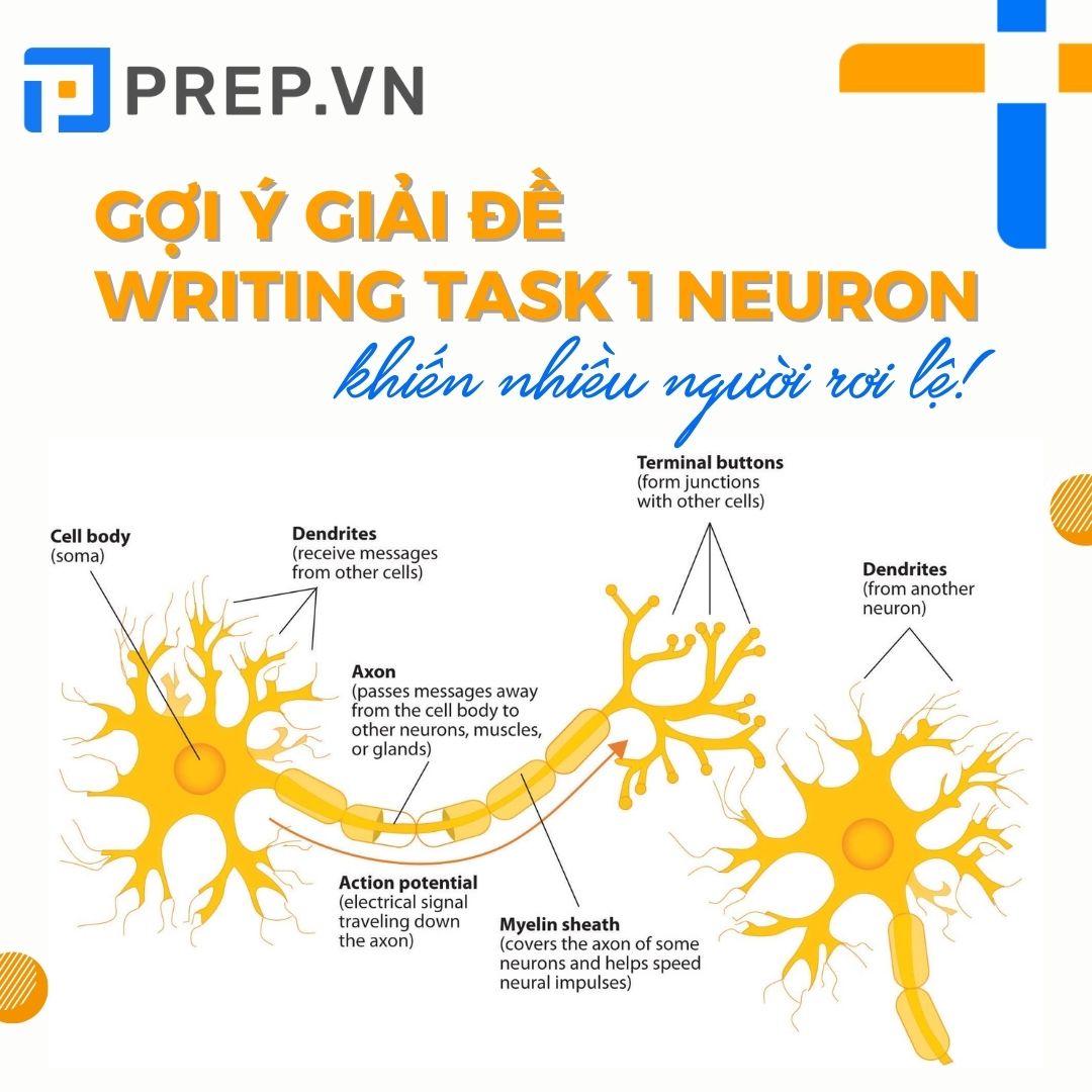 Gợi ý giải đề IELTS Writing Task 1 về Neuron thần kinh