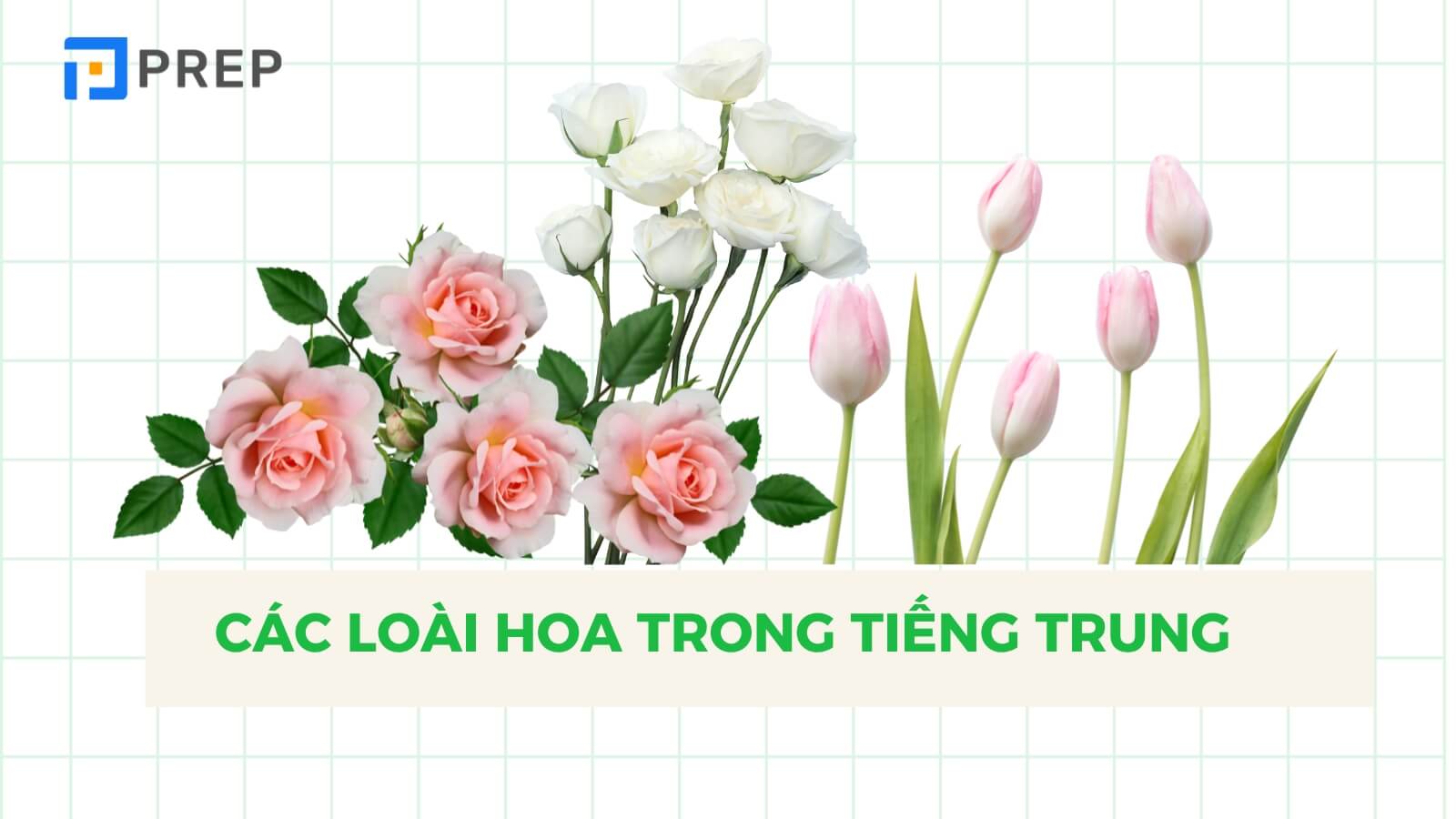 Từ vựng các loài hoa trong tiếng Trung